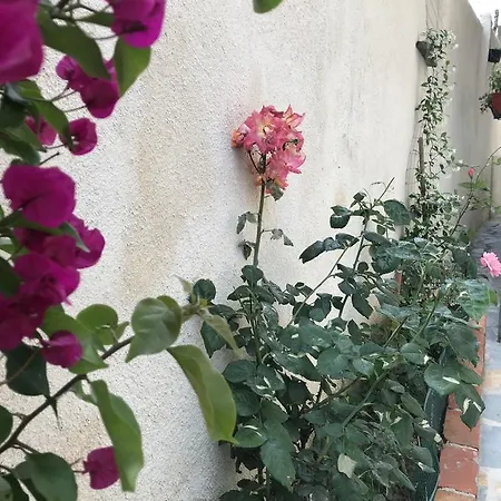 Aloe Vera Apartment Sarande